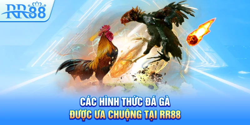Đá Gà RR88 – Sân Chơi Cá Cược Sôi Động Hàng Đầu Việt Nam 3 Các hình thức đá gà được ưa chuộng tại RR88