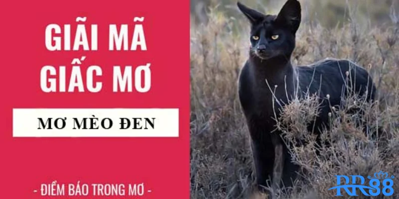 Mộng thấy mèo đen và ý nghĩa thật sự