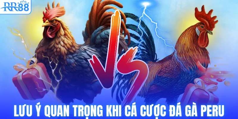 Lưu ý quan trọng khi cá cược đá gà Peru